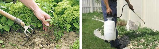 Мокрица в огороде: как избавиться от сорняка