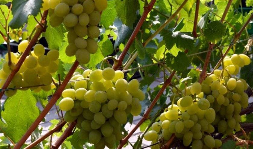Виноград галахад: описание сортовой разновидности, как посадить и ухаживать
