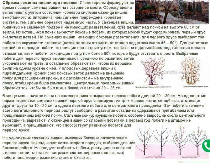 Посадка саженца вишни весной: пошаговое руководство и инструкция
