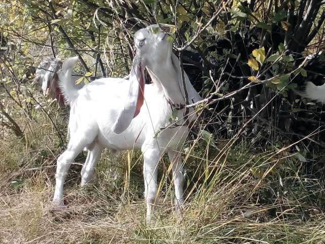 Все что стоит знать фермеру о козах англо-нубийской породы