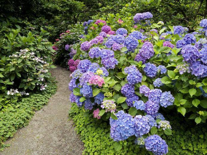 Особенности посадки многолетних кустовых цветов в саду, описание лучших видов