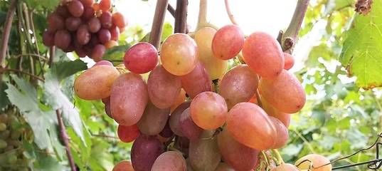 ✅ виноград рубиновый юбилей описание сорта фото отзывы - cvetochki-rostov-na-donu.ru
