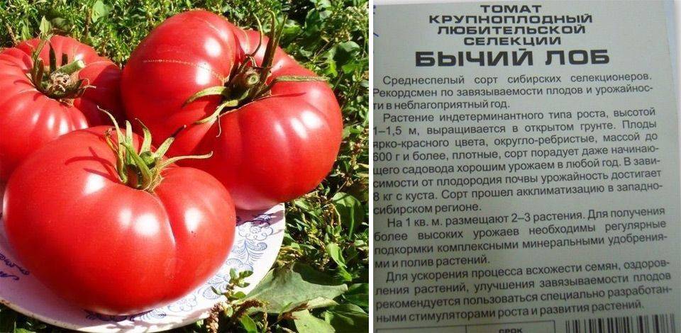 Томат сибирское яблоко: характеристика и описание сорта, его урожайность с фото