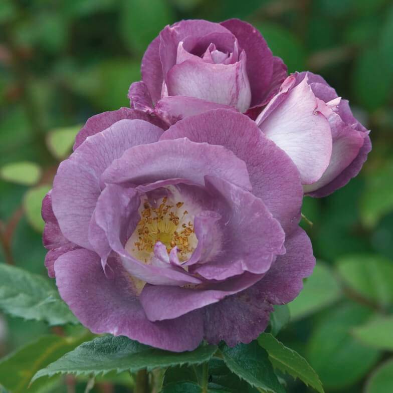 Голубая роза блю парфюм особенности выращивания