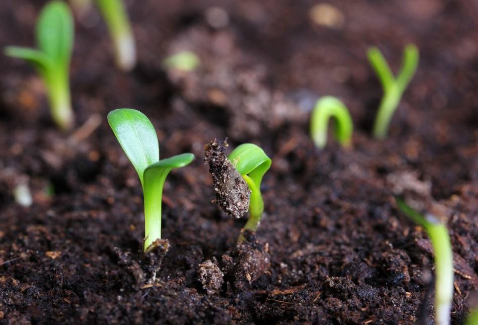 Почему не растут огурцы: что делать, чем подкормить, как ускорить рост