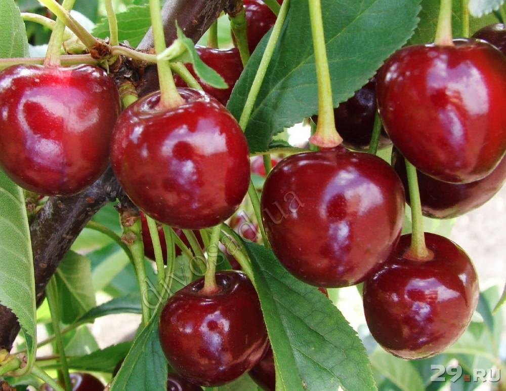 Описание и характеристики сорта вишни шубинка, урожайность, посадка и уход