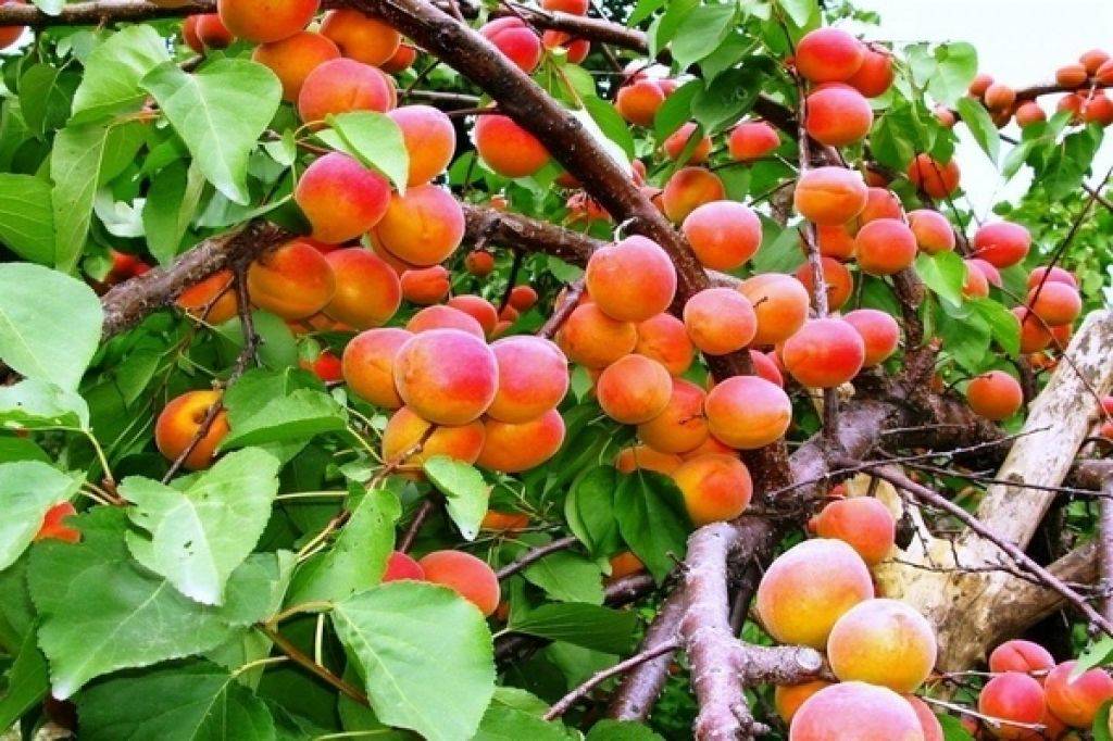 Выращивание персиков и нектаринов в подмосковье: критерии выбора сорта, популярные разновидности, сроки и правила посадки, особенности агротехники