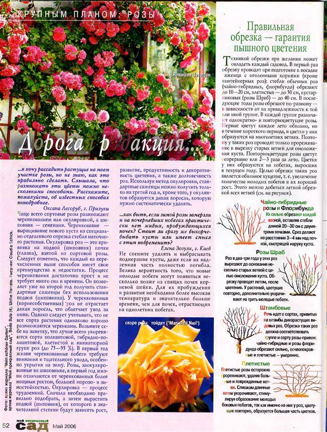 Описание розы флорибунда сорта анжела: выращивание цветка-шраба, как ухаживать