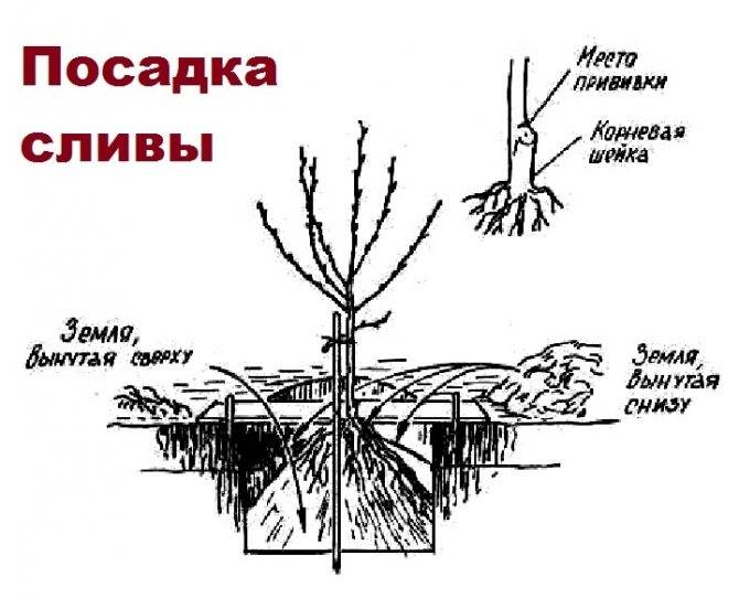 Вишня для ленинградской области лучшие сорта | садоводство и огородничество