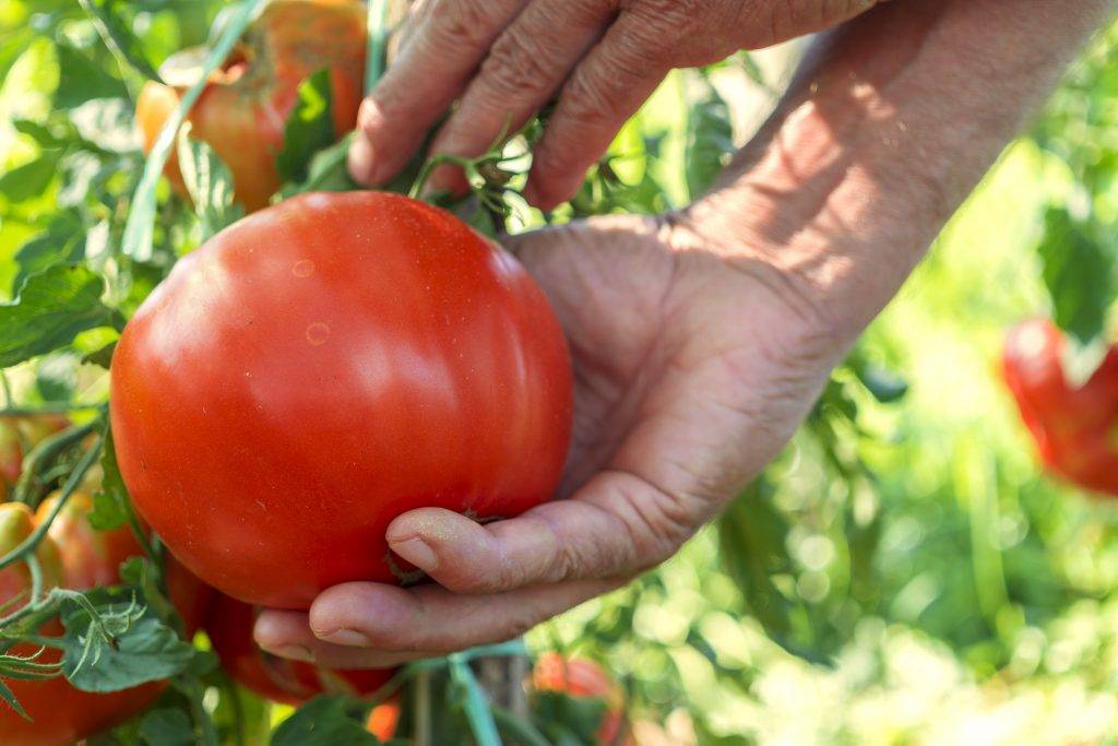 Скороспелые сорта томатов для открытого грунта в сибири (очень хорошие помидоры)