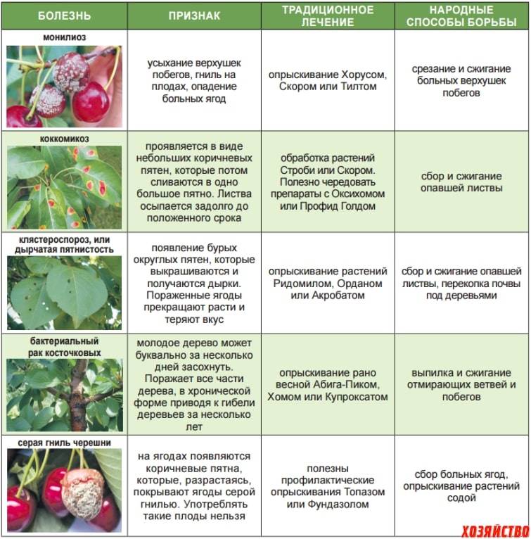 Болезни вишни: описание и причины, лечение и меры борьбы с ними