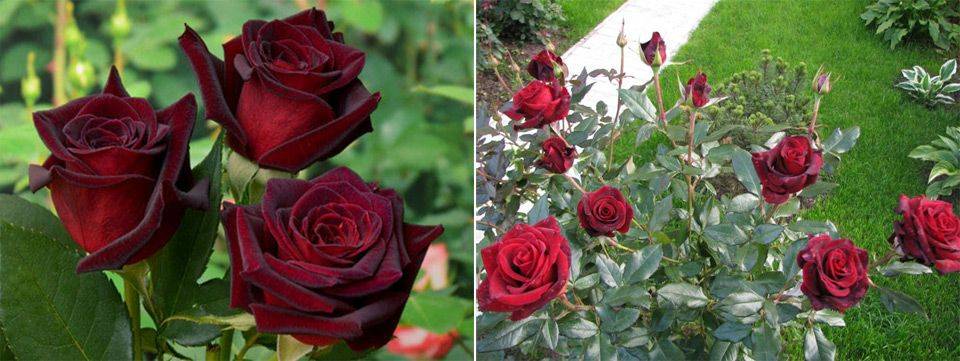 Роза черная магия: фото, описание, условия выращивания