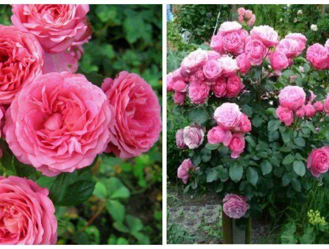 Роза леонардо да винчи: описание сорта
