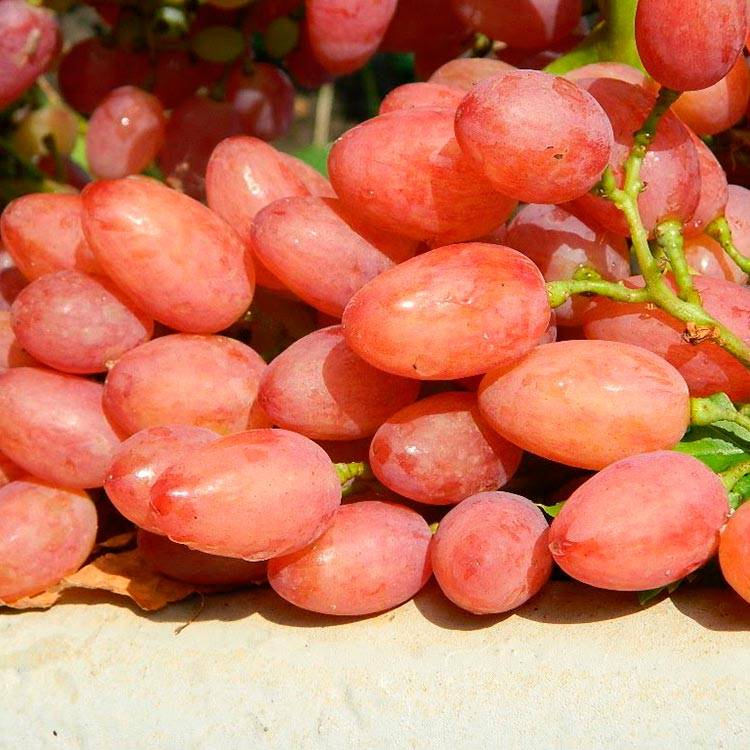 Сорт винограда кишмиш лучистый – сайт о винограде и вине