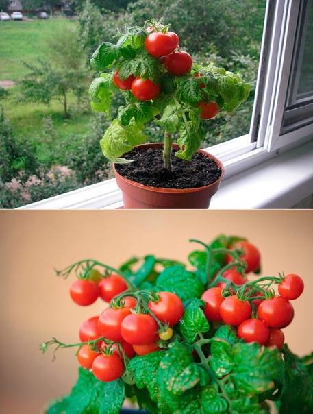 Как вырастить помидоры на подоконнике или балконе