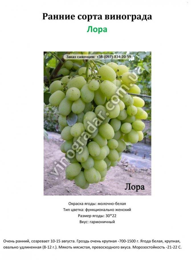 Виноград первозванный, описание сорта основные характеристики