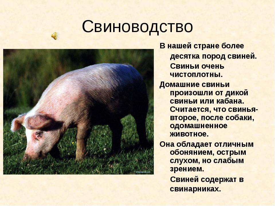 Сколько живут свиньи в домашних условиях: сколько лет - срок жизни и продолжительность кабана