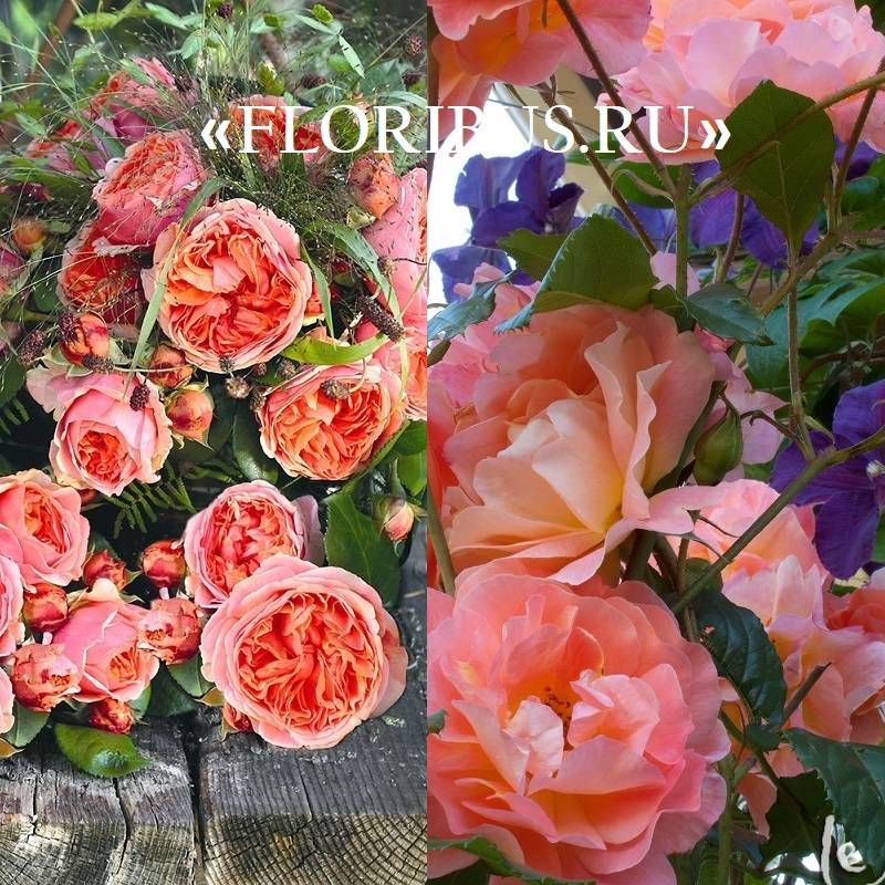 Роза сорта чиппендейл: полуплетистая садовая красавица