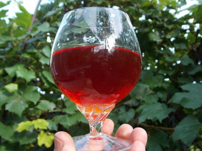 Вино из клюквы — простые и сложные рецепты в домашних условиях