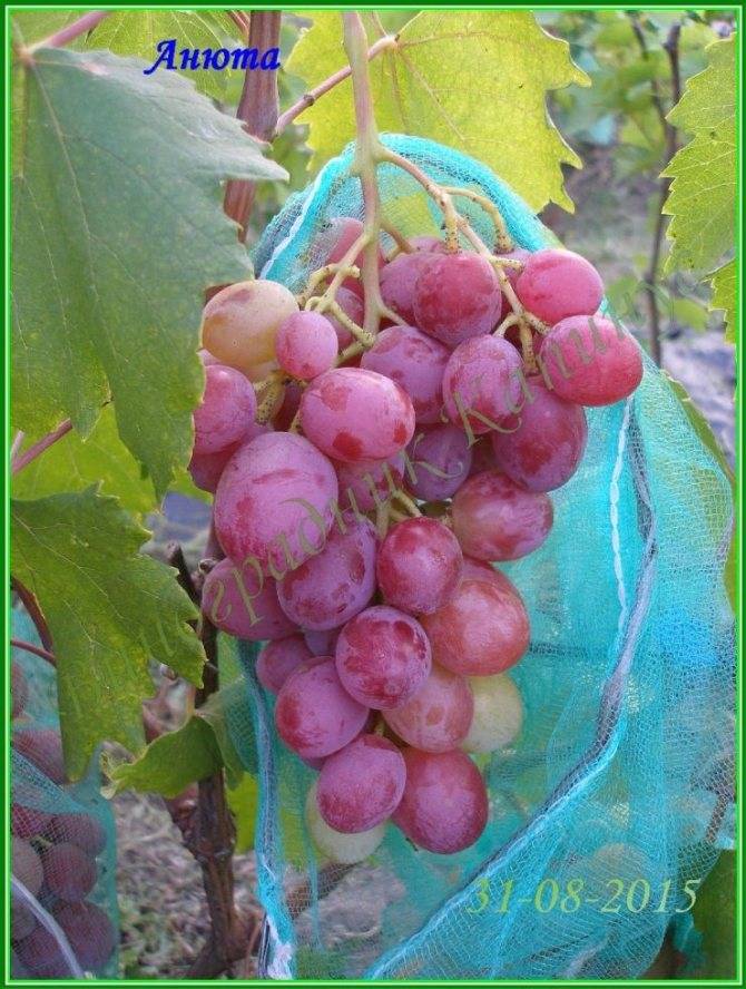Виноград анюта: описание сорта с характеристикой и отзывами, особенности посадки и выращивания, фото