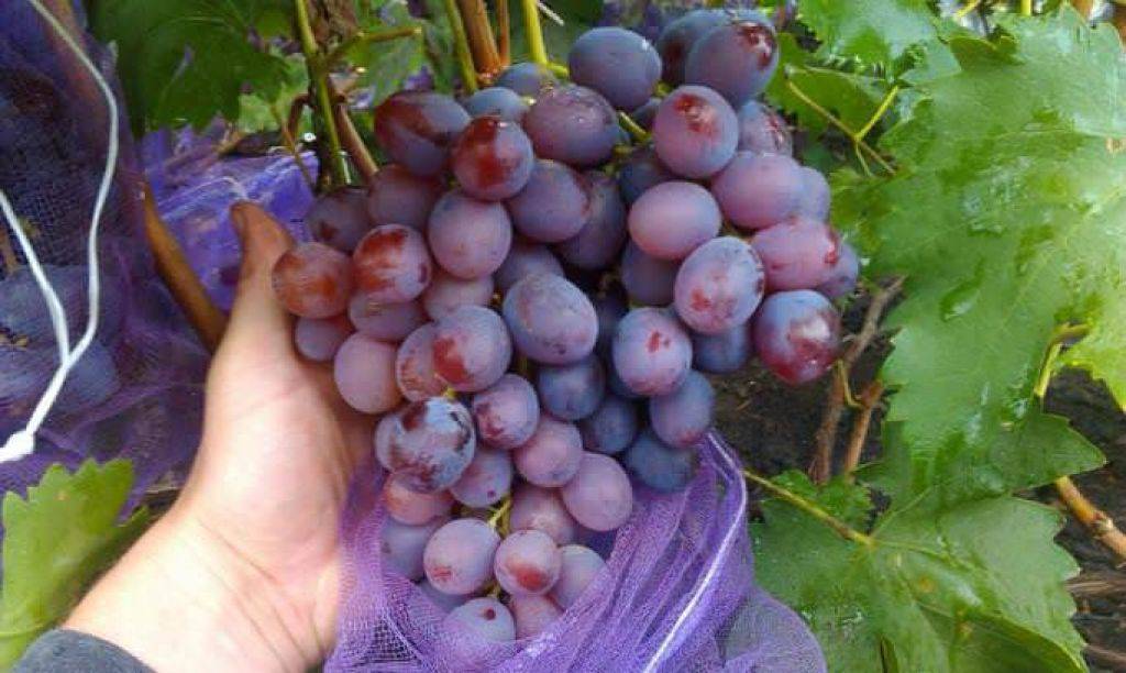 Виноград низина: описание сорта, подробные характеристики и его особенности, фото | сортовед