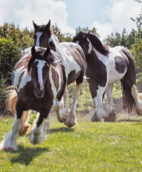 Шайр порода лошадей: фото и видео, описание, характеристики, история, разведение