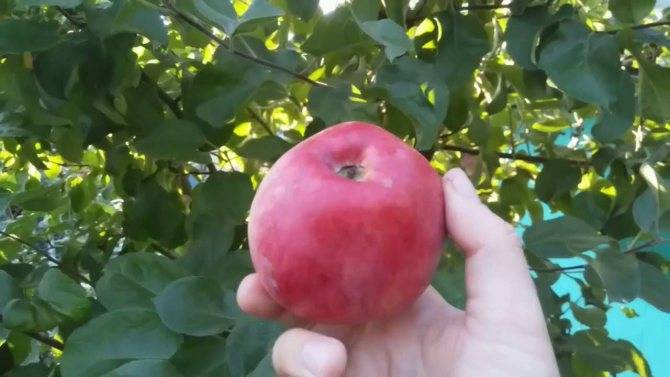 Секреты успешного выращивания яблонь кандиль орловский - агро эксперт