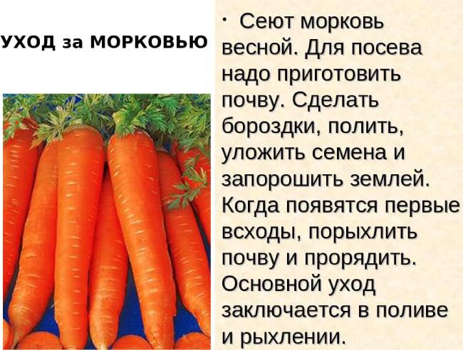 Полив моркови: как часто можно увлажнять в открытом грунте, после посадки и всходов, нужно ли это в дождь, сколько воды надо овощу в жару летом, например, в июле?