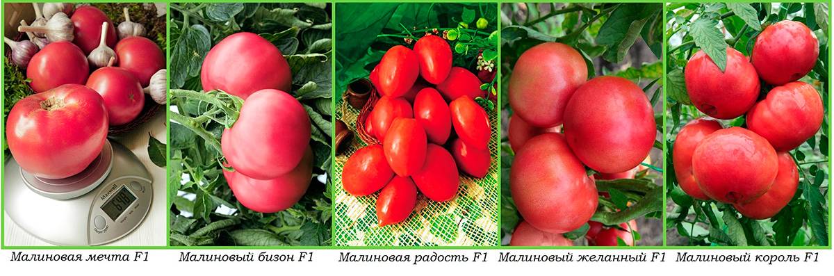 Помидоры "золотое малиновое чудо": описание и характеристики коллекции сортов томата русский фермер