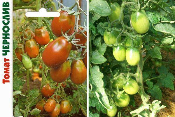 Описание сорта томат таис и его характеристика - всё про сады