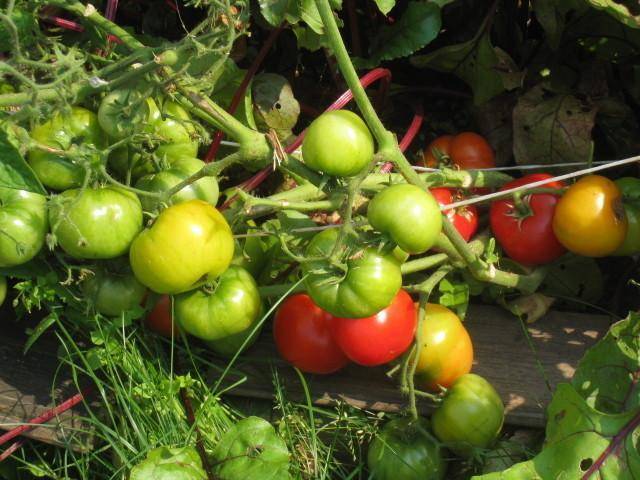 Сорт томатов "бони мм" гавриш: особенности возделывания помидор, урожайность и достоинства, выращивание и борьба с вредителями