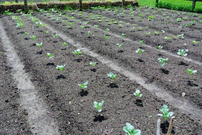 Выращивание белокочанной капусты в открытом грунте: выбор сорта, технология ухода, сбор урожая - sadovnikam.ru