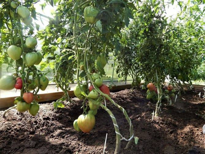 Правила выращивания томатов в Сибири и лучшие сорта для суровых условий