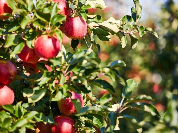 Как вырастить яблони сорта «жигулевское» у себя в саду