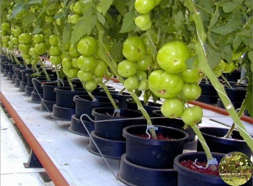 Как вырастить помидоры на гидропонике в теплице и домашних условиях