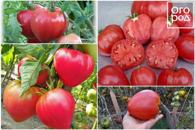 Самые лучшие и урожайные сорта помидор для выращивание в теплицах на урале с описанием