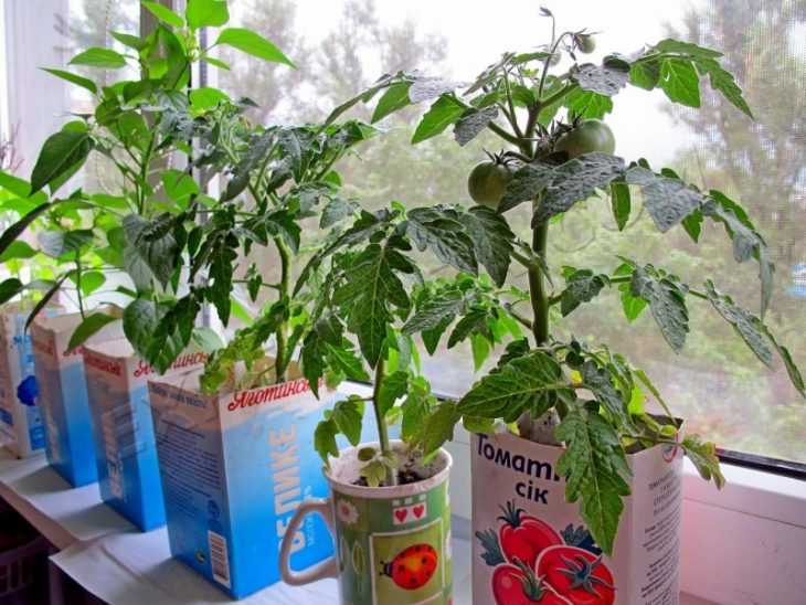 Помидоры на балконе: лучшие сорта томатов, их выращивание и уход