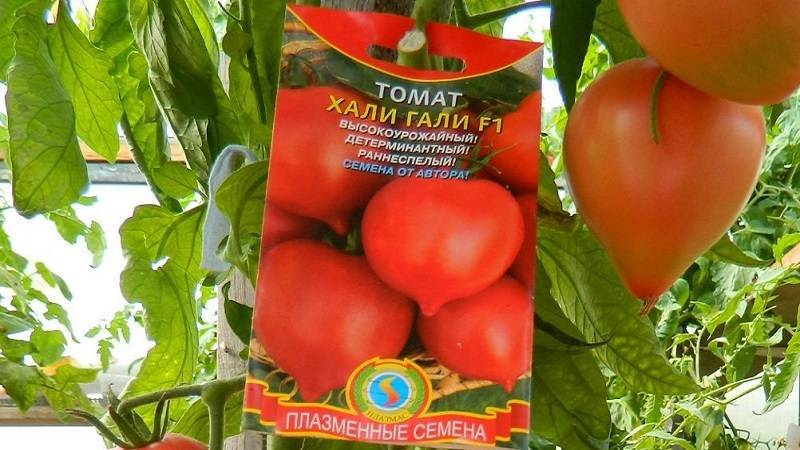 Описание сорта томата буратино, его характеристика и урожайность