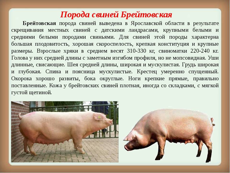 Свиньи породы дюрок: внешнее описание поросят, характеристики животных, отзывы
