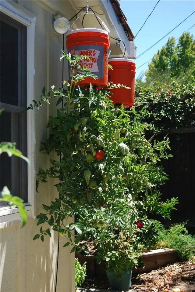 Как выращивать помидоры головой вниз?