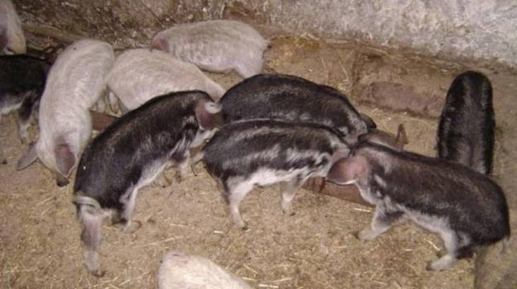 Характеристики и описание свиней породы кармал