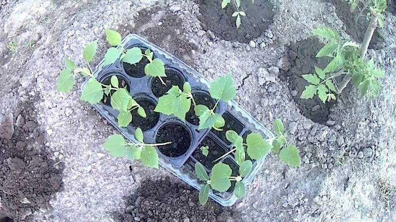 Как правильно посадить огурцы в открытый грунт семенами