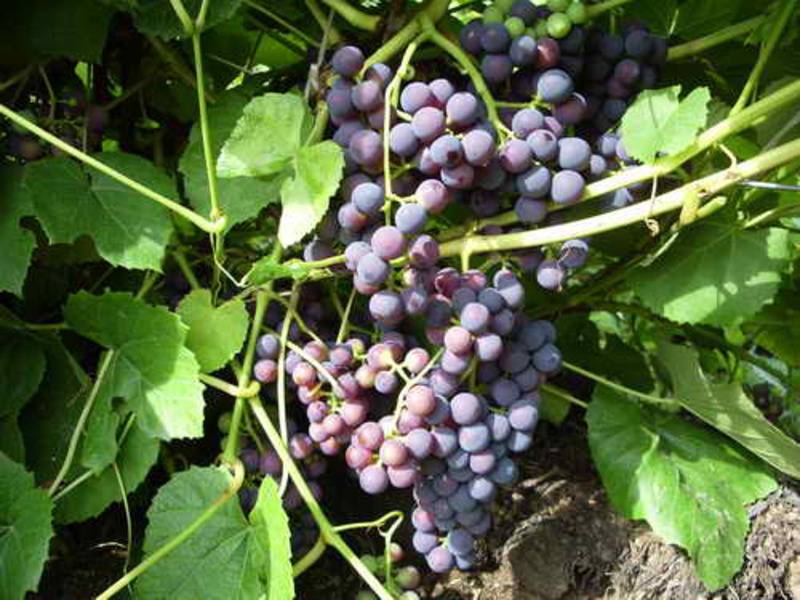 Виноград «зилга» — сорт универсальный
