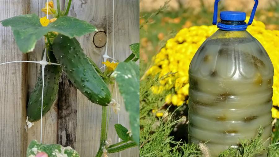 Как посадить и выращивать огурцы в 5 литровых бутылках