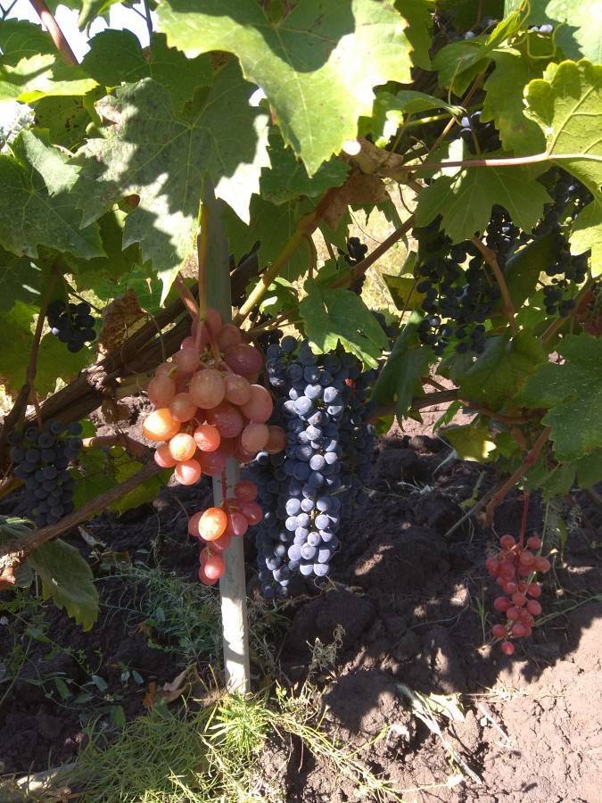 Виноград мукузани: описание и характеристики сорта винограда, выращивание и уход, фото, видео