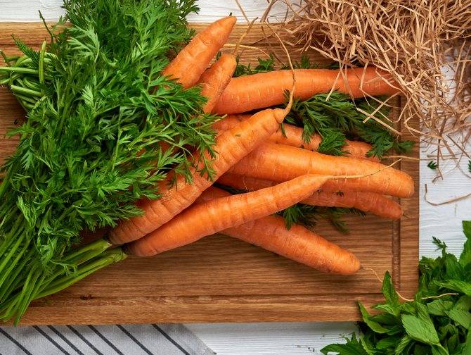 Почему морковь кудрявится и что делать, чем обработать