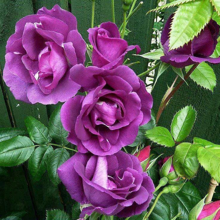 Розы флорибунда: фото всех сортов, посадка и уход, в открытом грунте для новичков, описание сортов, выращивание, названия
