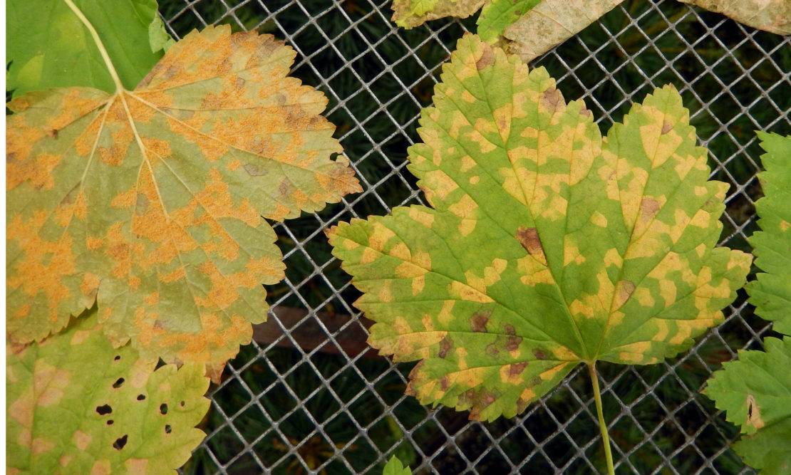 Красные пятна на листьях смородины: как бороться, чем лечить, причины заболевания