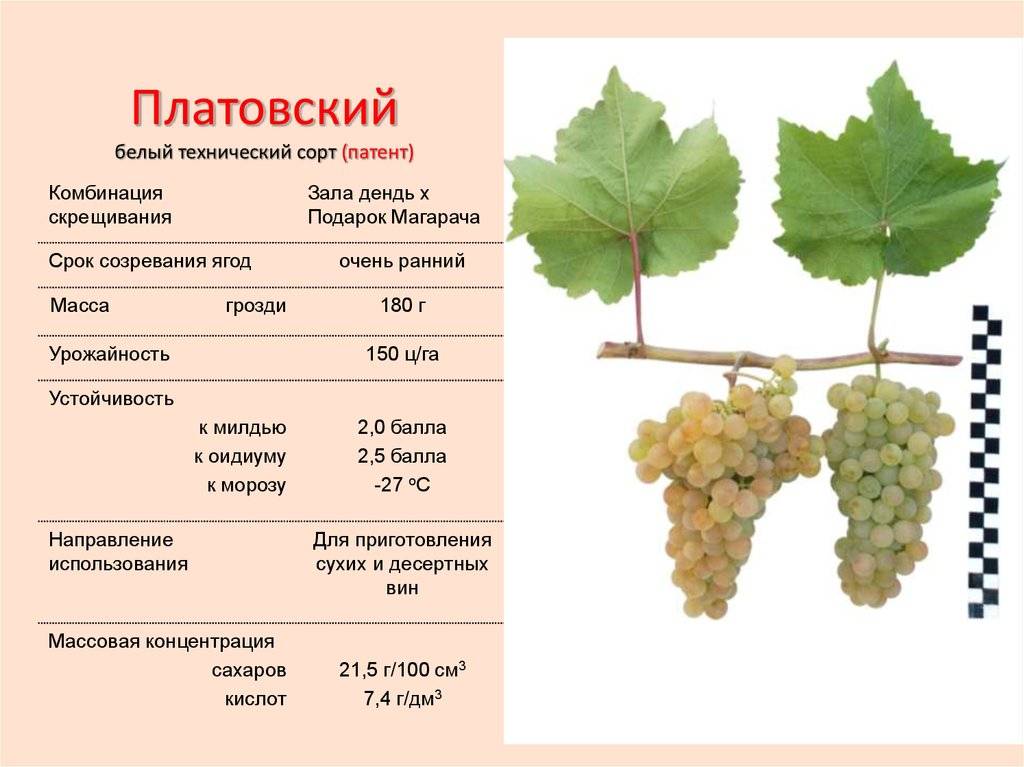 Рекордсмен по урожайности — виноград «первозванный»
