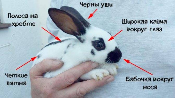 Кролики породы бабочка — описание, характеристики, особенности разведения. | cельхозпортал